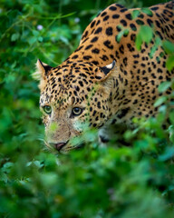 indian wild male leopard or panther or panthera pardus fusca face closeup in natural monsoon green season during outdoor jungle safari at forest of central india asia