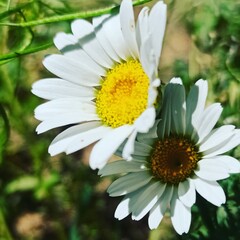 Fototapeta premium white daisy flower