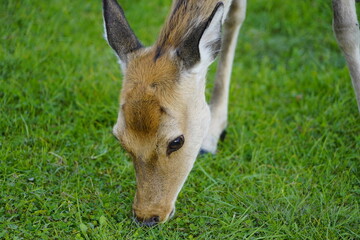 草を食むエゾシカ