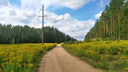 Fototapeta na wymiar The dirt road goes through a forest clearing along a high-voltage power line with concrete poles amidst a thicket of weeds of Canadian goldenrod amidst a pine forest. It's sunny and the sky