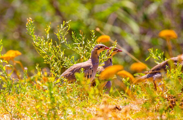 Fototapeta premium A flock of wild birds, young partridges, lives in the meadow. Gray partridge (Perdix perdix), gray partridge, English partridge, Hungarian partridge, hun.