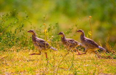 A flock of wild birds, young partridges, lives in the meadow. Gray partridge (Perdix perdix), gray partridge, English partridge, Hungarian partridge, hun.