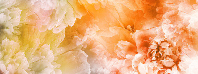 Peony flowers and peony petals after rain.    Floral  orange background.  Close-up. Nature.