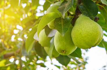  fresh Bunch of ripe pears on tree branch harvest concept
