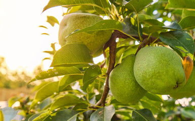  fresh Bunch of ripe pears on tree branch harvest concept