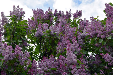 Lilac flowers in the garden	
