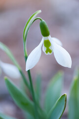 Fototapeta premium スノードロップ