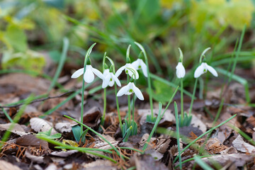 小さなスノードロップ