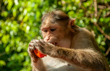 The pregnant monkey eats fruits and vegetables. Rainforest of India, wild animals.