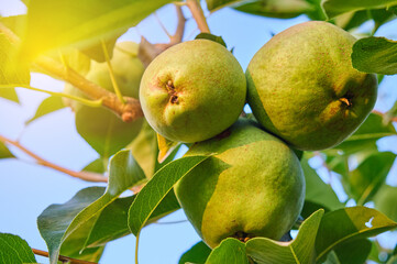  fresh Bunch of ripe pears on tree branch harvest concept