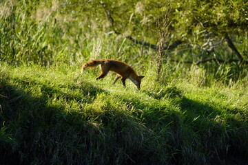湿原を歩くキタキツネ