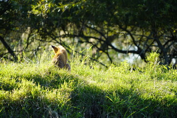 ひなたぼっこをするキタキツネ