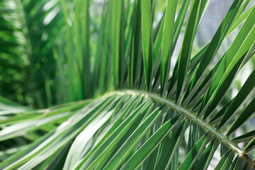 Closeup view of beautiful green tropical leaf outdoors