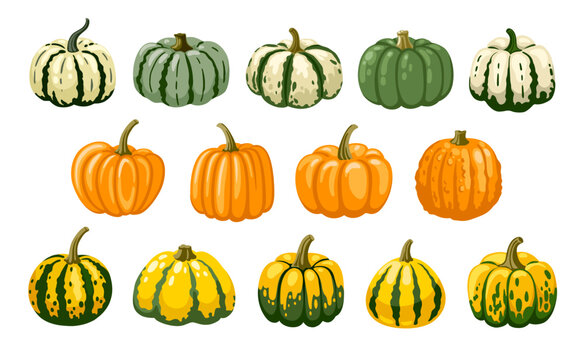 Big set of decorative pumpkins for halloween and thanksgiving decoration. Autumn harvest. Gourd hand drawn vector illustration.