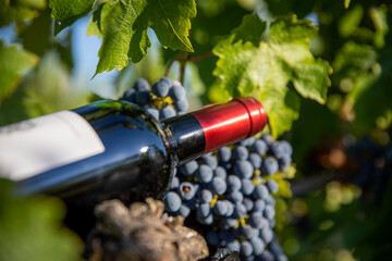 Bouteille de vin rouge dans les vignes au milieu du raisin.