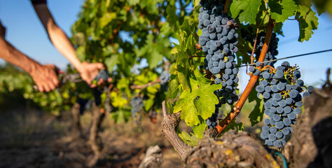 Vendange du raisin noir dans les vignes par le viticulteur.