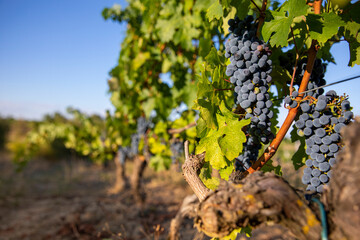 Vigne au soleil dans un vignoble en France avant les vendanges.