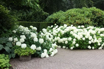 Rolgordijnen Lovely garden with blooming hydrangeas and pavement. Landscape design © New Africa