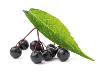 Delicious ripe black elderberries with green leaf isolated on white
