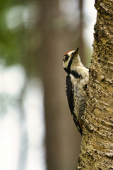 Great spotted woodpecker foraging in the forest on a tree with blurred background