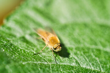 Hair rings fly on a green leaf. Sunshine on the insect. Macro shot