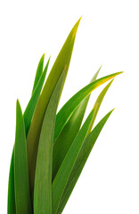 Fototapeta premium Fresh green grass.