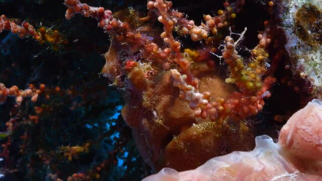 Frogfish blending in with the soft corals.
