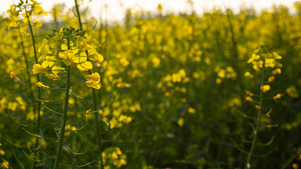 Brassica napus in yellow sunlight