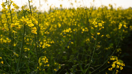 Brassica napus in yellow sunlight