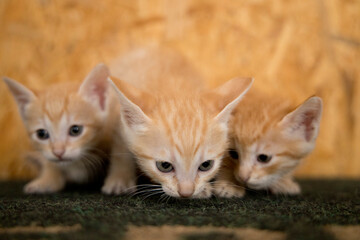 small orange cats playing with each other
