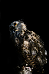 Porträt von einem Sibirischen Uhu 