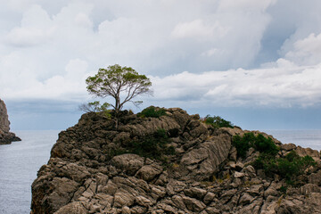Árbol sobre una roca, cala Sa Calobra. Mallorca. 