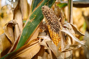 Drought in corn crop