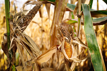 Drought in corn field