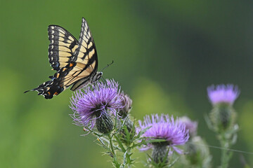 Yellow Tiger Swallowtail Butterfly