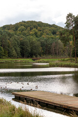 Fototapeta premium Green wood with lake - outdoor landscape