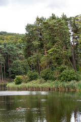 Green wood with lake - outdoor landscape