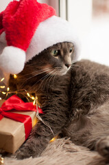 a gray cat in a red Christmas hat on a blurry background with a Christmas gift looks away