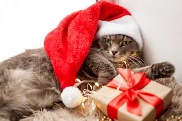 a gray cat in a red Christmas hat is lying with a gift with a red ribbon