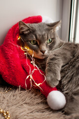 a grey cat is lying on a red Christmas hat next to a golden garland