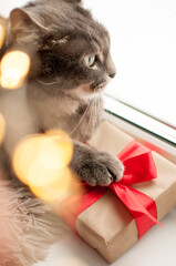 a gray cat lies with its paws folded on a Christmas gift and looks away on a blurry background of golden bokeh