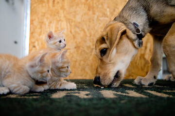 Naklejka na ściany i meble small orange cats playing with each other and a puppy dog
