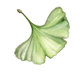 Ginkgo biloba leaves set isolated.