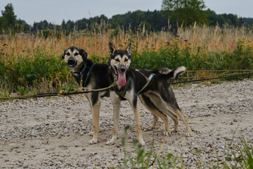 Happy team of dogs is standing on road and resting. Sled dog competitions autumn cloudy weather. Mestizos similar to each other strong and hardy in harnesses together.