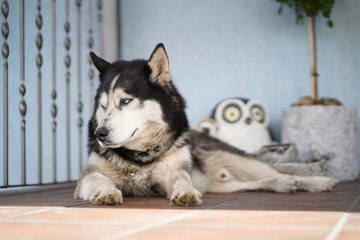 Husky dog ​​lies in front of the house.