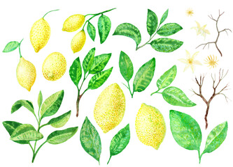 Watercolor painted lemon fruits, flowers, branches and leaves, isolated on transparent background