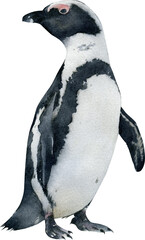 Hand-drawn watercolor African penguin illustration isolated on transparent background. Animal, bird  © Diana Askarova