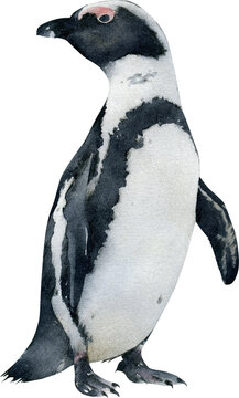 Hand-drawn watercolor African penguin illustration isolated on transparent background. Animal, bird	