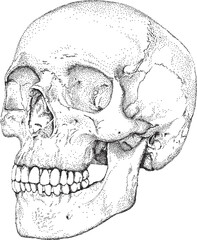 Ręcznie rysowana kropkami anatomiczna czaszka. - obrazy, fototapety, plakaty