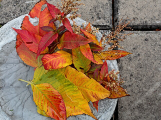 Obraz premium Red and yellow autumn leaves on the ground